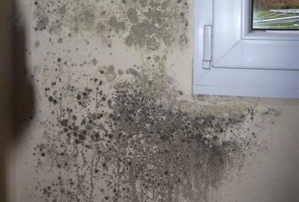 Tipos de humedades: cómo identificar y eliminar la humedad en paredes